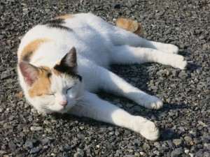 neko (2)