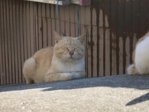 a Happy-Come-Come-Cat